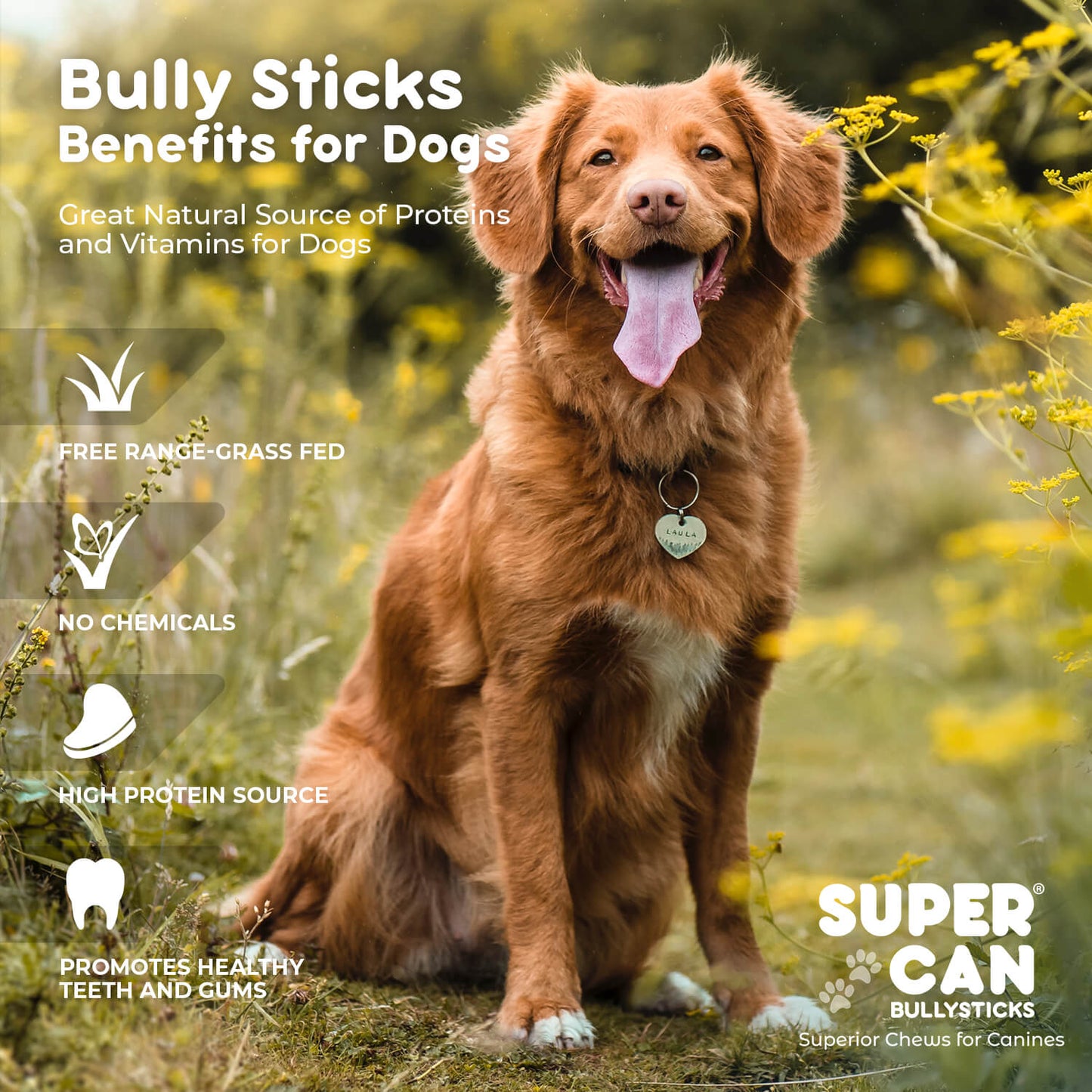 6" Standard Bully Sticks | Odor-Free, Grass-Fed, Long-Lasting Dog Chews