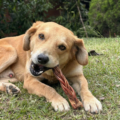 6 inch braided pork chew long lasting
