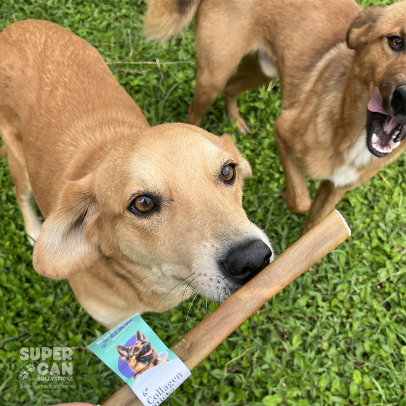 6" Collagen Sticks for Dogs — 10-Pack | SuperCan