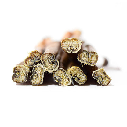 Belgian Malinois chewing bully stick natural dog treat