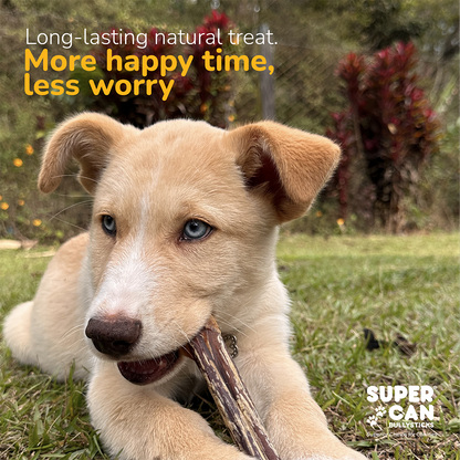 SuperCan Long Lasting 6-inch Gullet Sticks for Dogs 8onz
