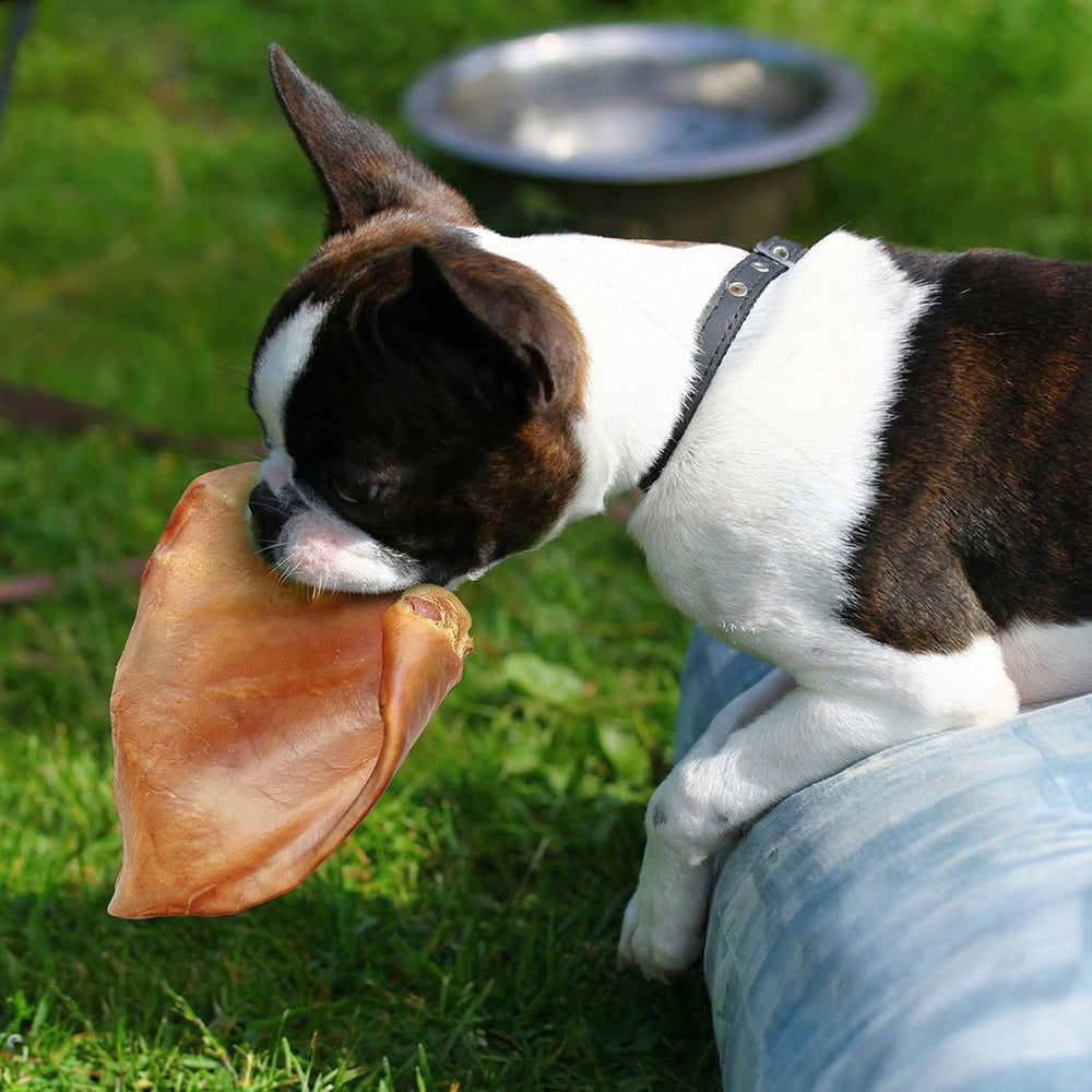 Pig Ears for Dogs – Natural, Long-Lasting Chews