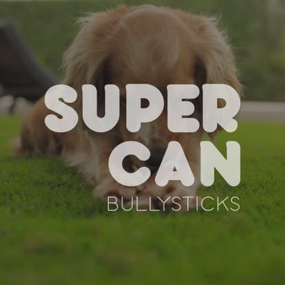 6" Jumbo Bully Sticks - High-Protein Dog Chews